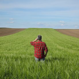 man in red shirt standing in grass on farm