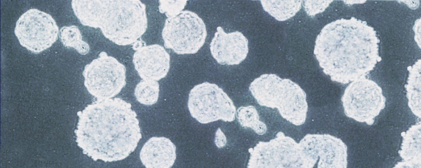 UltraLow Attachment Surface Enable 3D Spheroid Formation Corning
