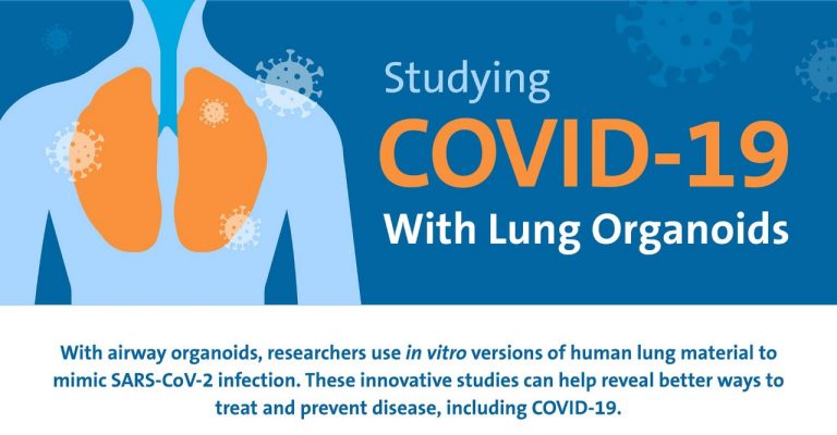 Studying COVID-19 with Lung Organoids Infographic