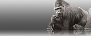 Corning&reg; Gorilla&reg; Glass 5