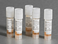 Corning® 3D Spheroid-qualified Primary Human Hepatocytes