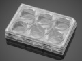 Corning® BioCoat® Collagen IV 6-well Clear Flat Bottom TC-treated Multiwell Plate, with Lid, 5/Case