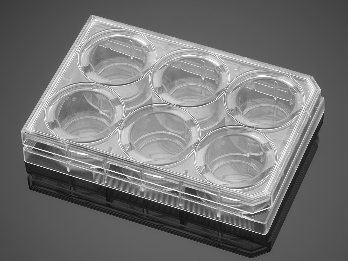 Corning® BioCoat™ Gelatin 6 Well Clear Flat Bottom TC-Treated Multiwell Plate, with Lid, Nonsterile,