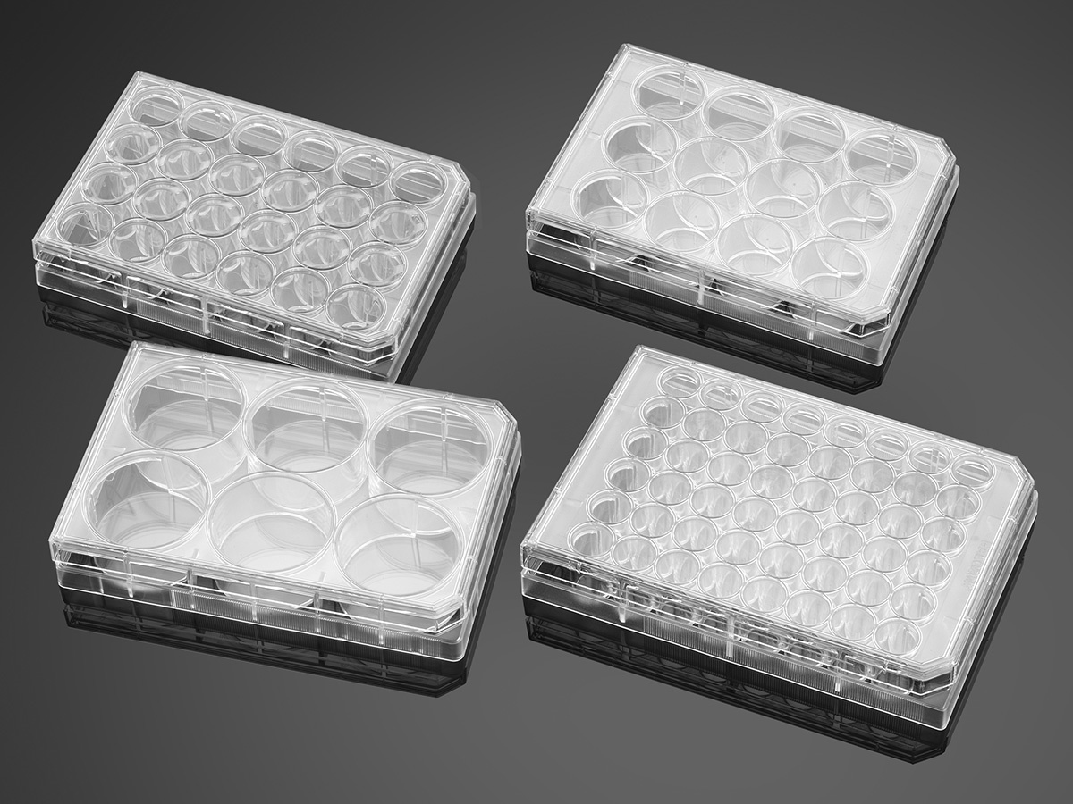 Corning® BioCoat™ Poly-D-Lysine 48 Well Clear Flat Bottom TC-Treated Multiwell Plate, with Lid, Nons