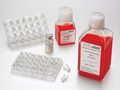 Corning® Intestinal Epithelium Differentiation Medium, 250 mL, 2/Pack
