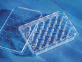 Corning® CellBIND® 24孔透明多孔板，平底，带盖，无菌