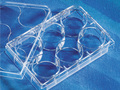 Corning® CellBIND® 6孔透明多孔板，平底，带盖，无菌
