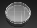 Falcon® 150 mm TC-treated Cell Culture Dish with 20 mm Grid, Sterile, 10/Pack, 100/Case