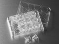Corning® 12 mm Transwell® with 0.4 µm Pore Polycarbonate Membrane Insert, Sterile