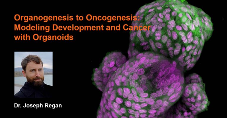 Organogenesis to Oncogenesis