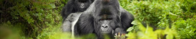 corning gorilla glass