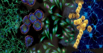 Cell Growth