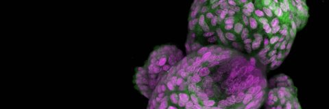 Free Download: 3D Cell Culture Application Notes Package