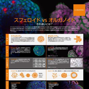 Spheroid vs. Organoid Infogrpahic Thumbnail