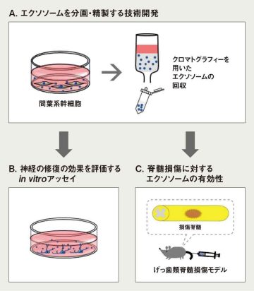 エクソソーム分画・精製