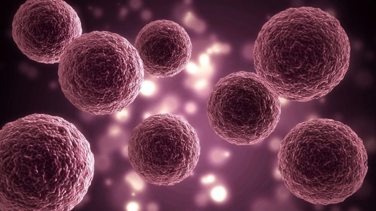 3D stem cell human cell