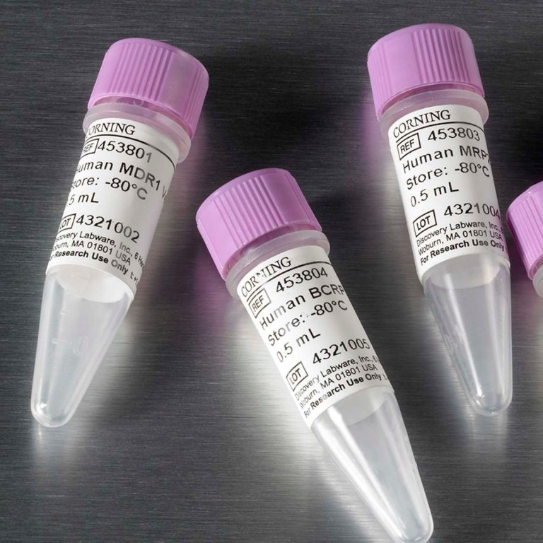 ABC Transporter Vesciles