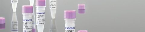 Recombinant Supersome™ Enzymes
