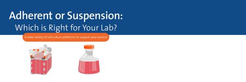 Adherent or Suspension Infographic