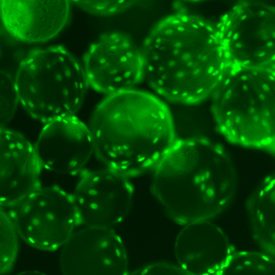 Green microcarriers image