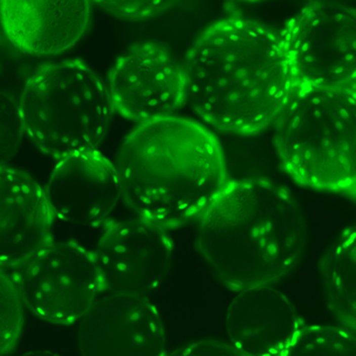 CellBIND® Surface Advanced Tissue Culture Corning