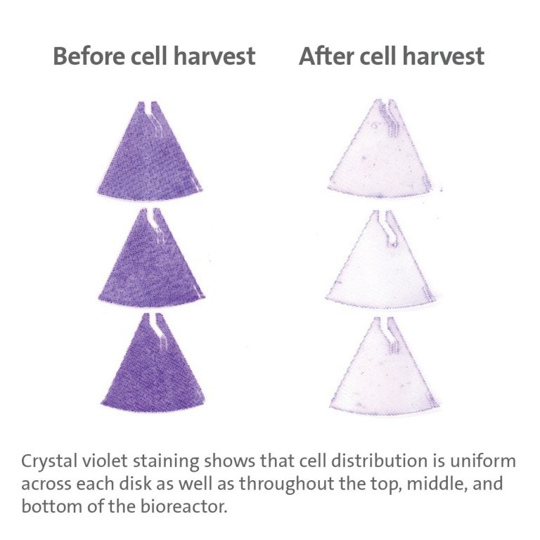 Cell Harvest