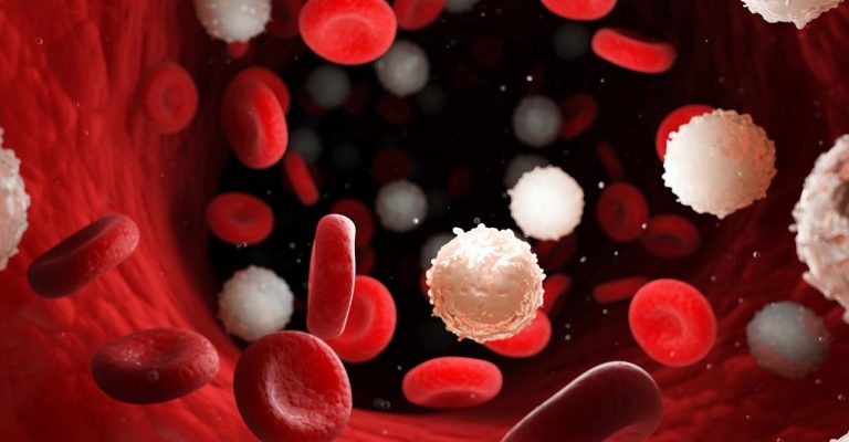 Red and white blood cells illustration