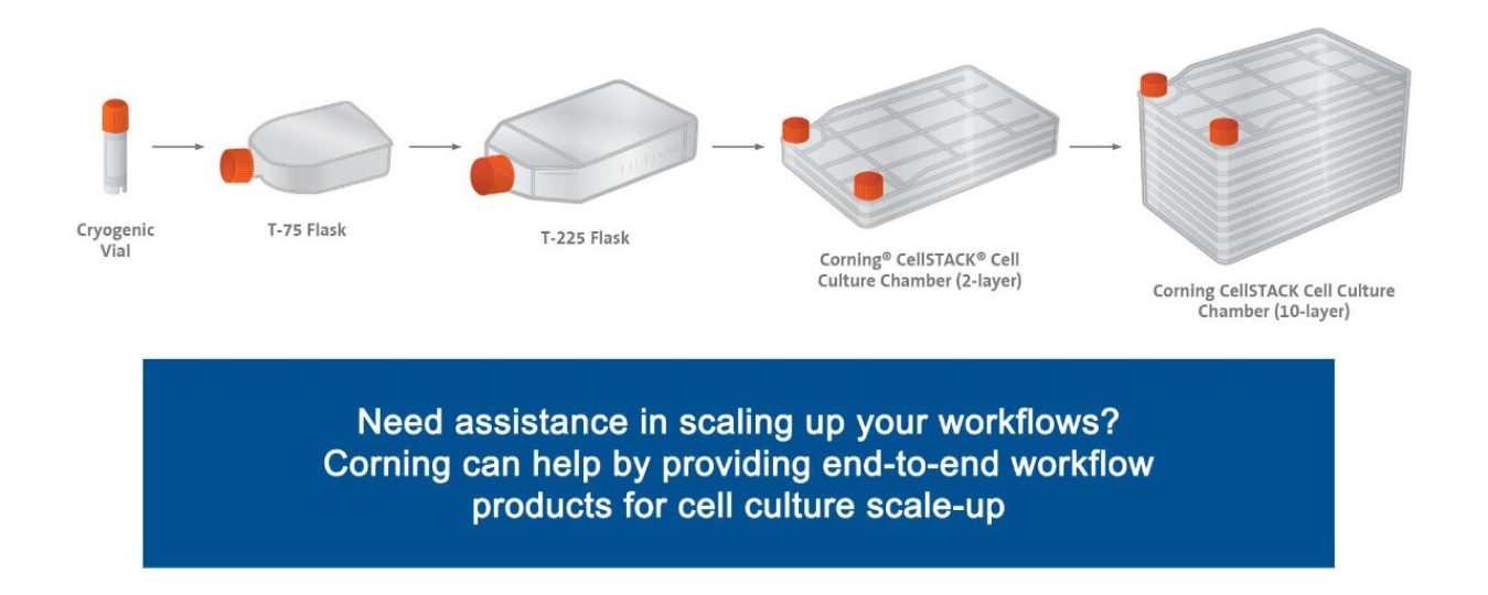 Cell Expansion Cell Culture Expansion ScaleUp Corning