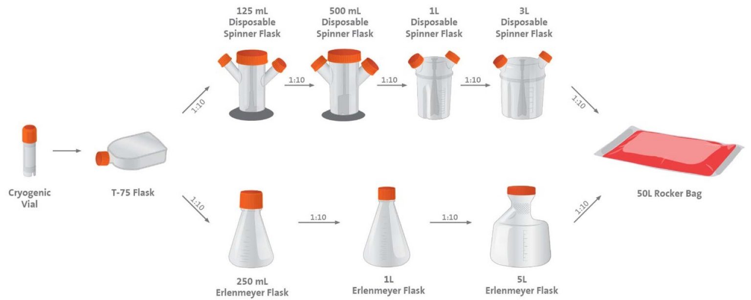 Cell Expansion Cell Culture Expansion ScaleUp Corning