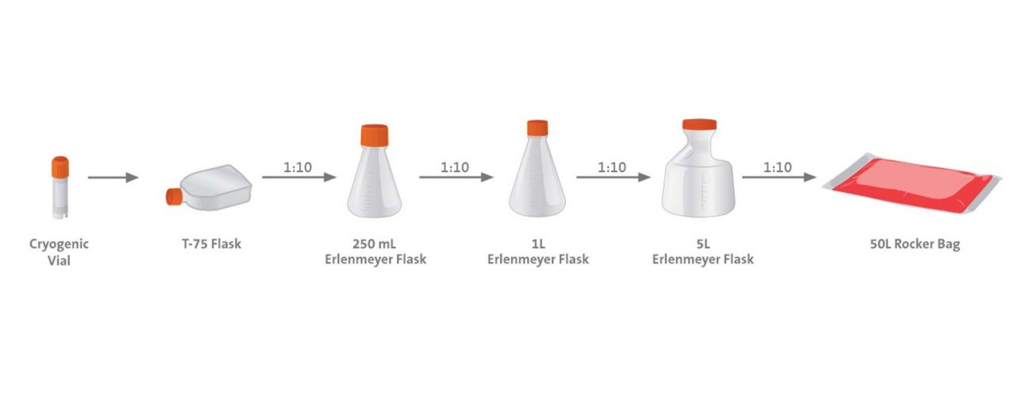 Corning® Erlenmeyer Shake Flasks Disposable Flasks for Shaker Cell