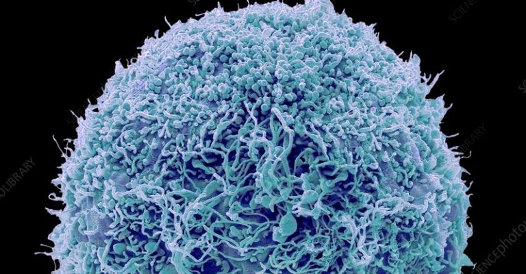 MSCs (mesenchymal stem cells)