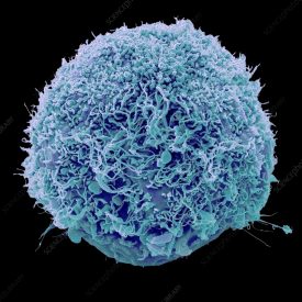 Mesenchymal Stem Cell