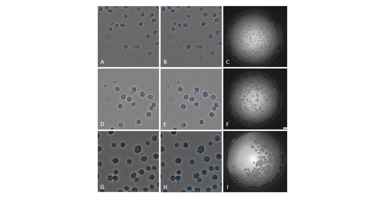 Analyzing 3D Cell Culture