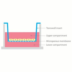 Transwell Diagram