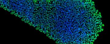 Technical Resources for Extracellular Matrices