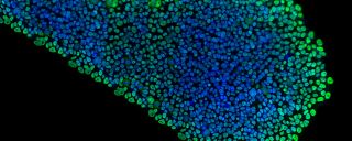 Technical Resources for Extracellular Matrices