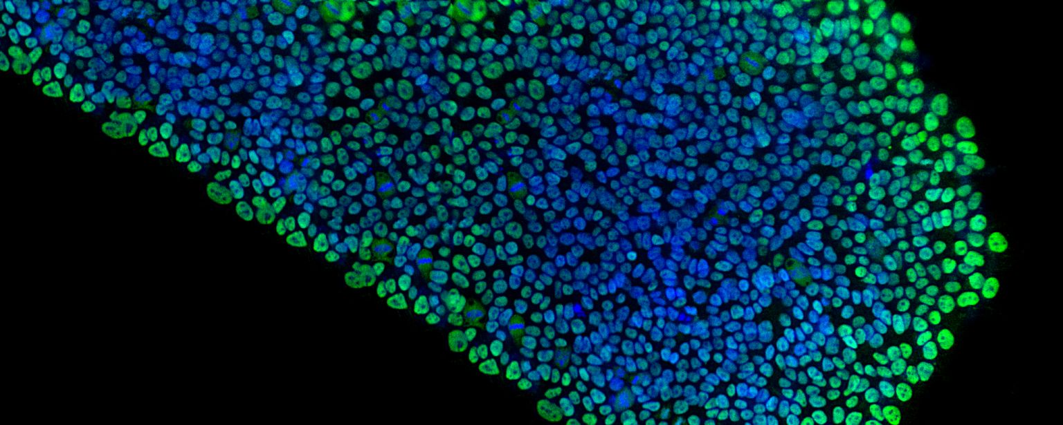 Technical Resources For Extracellular Matrices