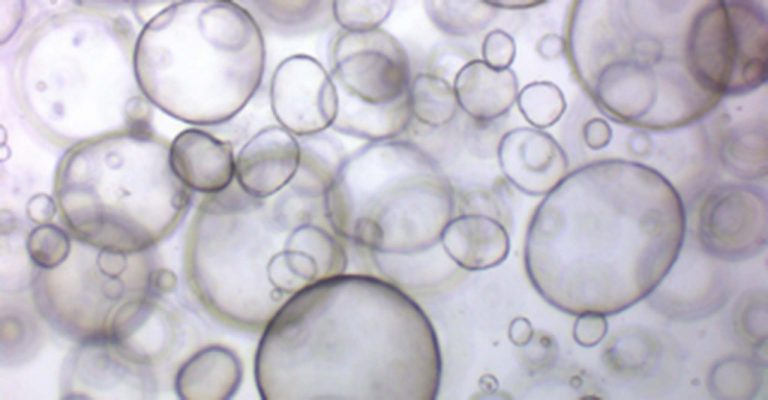 Organoid Bubble Image