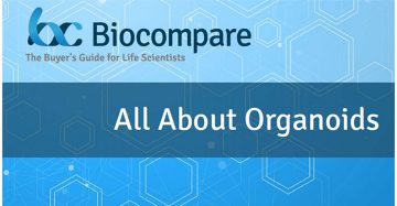 All About Organoids