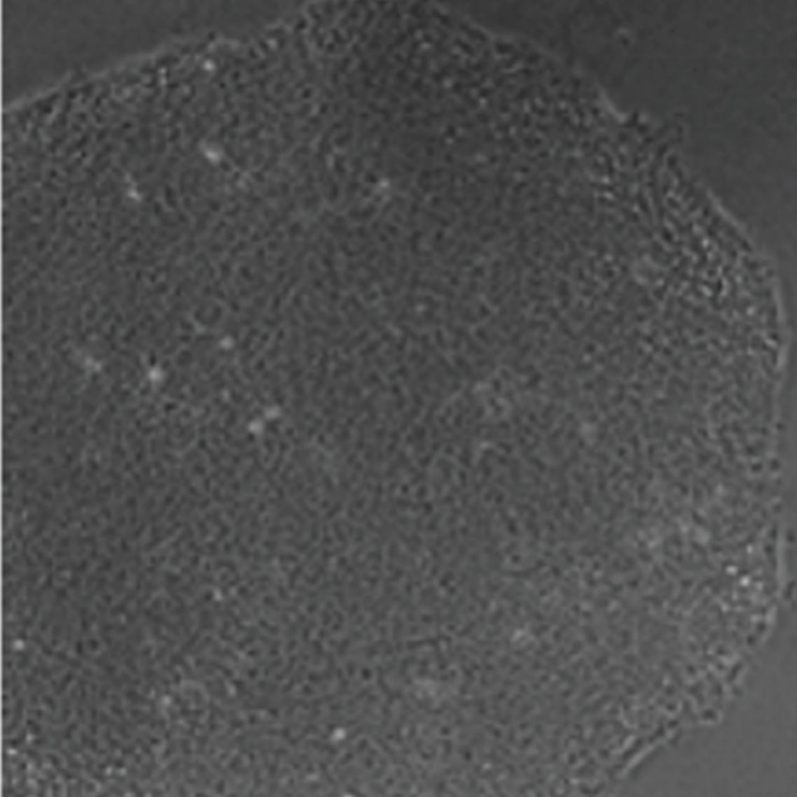 Corning® Laminin Surface Laminin Coating Corning