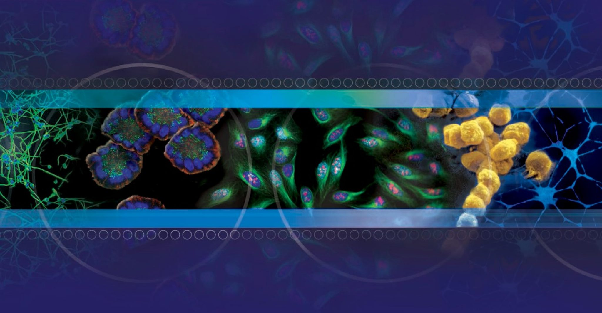 Corning® Laminin Surface Laminin Coating Corning