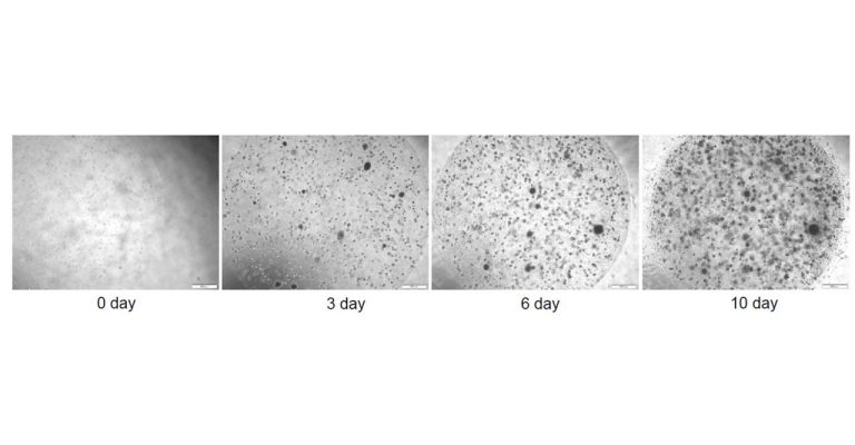 Bioprinting for High Throughput 3D Cell Culture