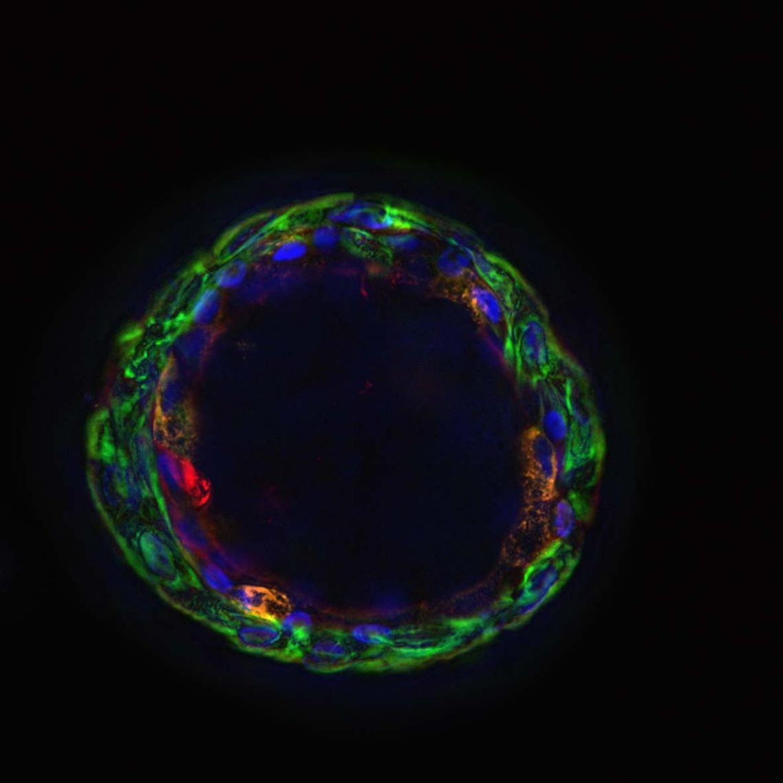 Matrigel Matrix3D Plates Extracellular Matrix Precoated Plates