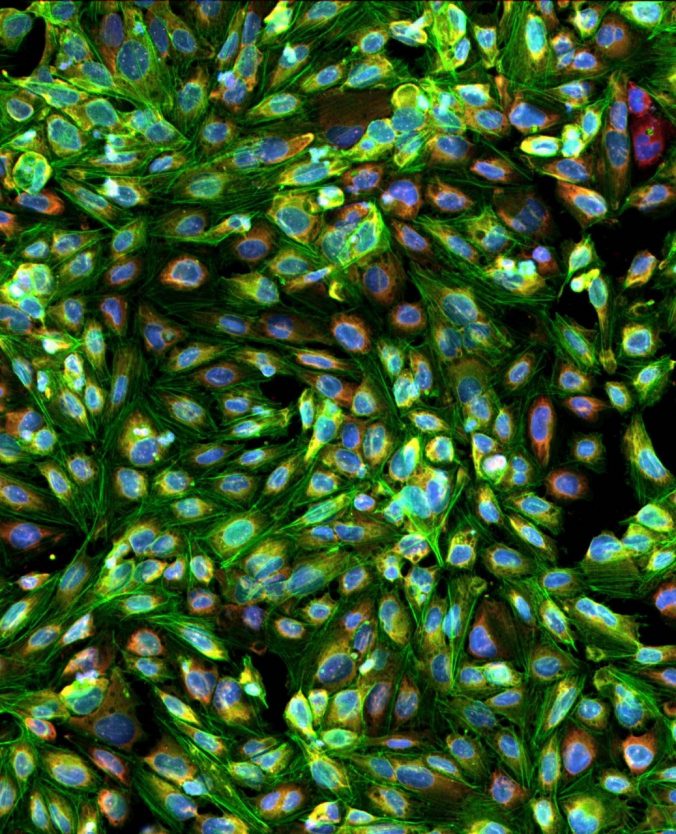 Corning® Primaria™ Surface Surfaces Corning Life Sciences