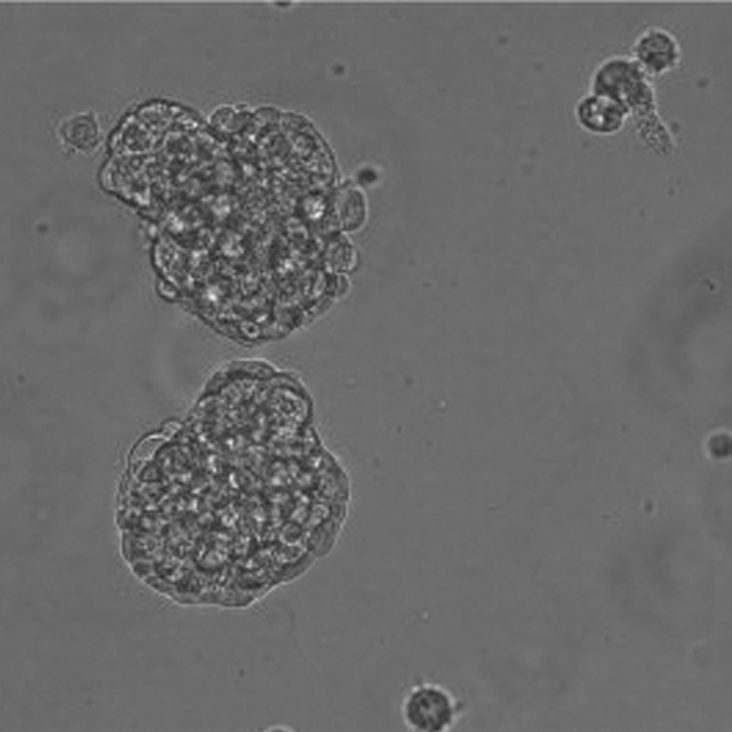 3D Spheroid Microplates 3D Spheroids Corning
