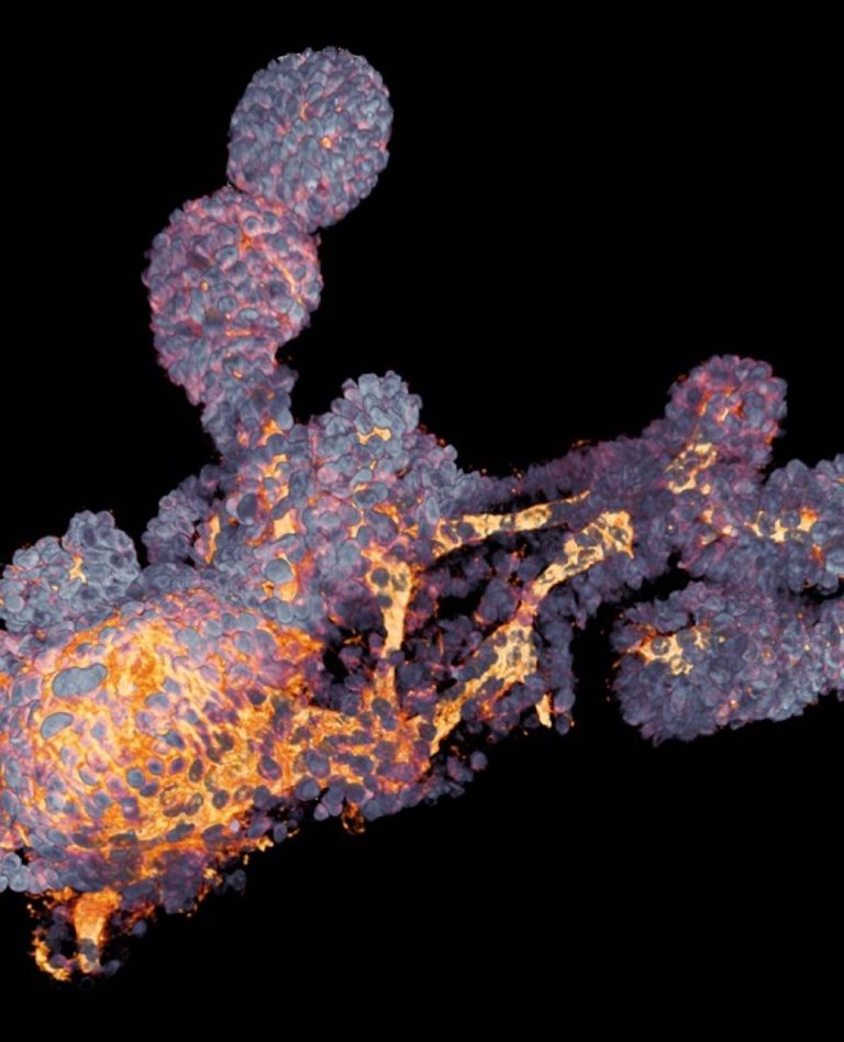 cls-cell-culture-3d-cell-culture-ebook-4a.jpg