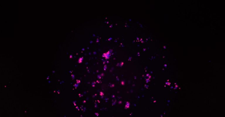 Corning Matribot Bioprinter Printed Domes for Organoid Assays