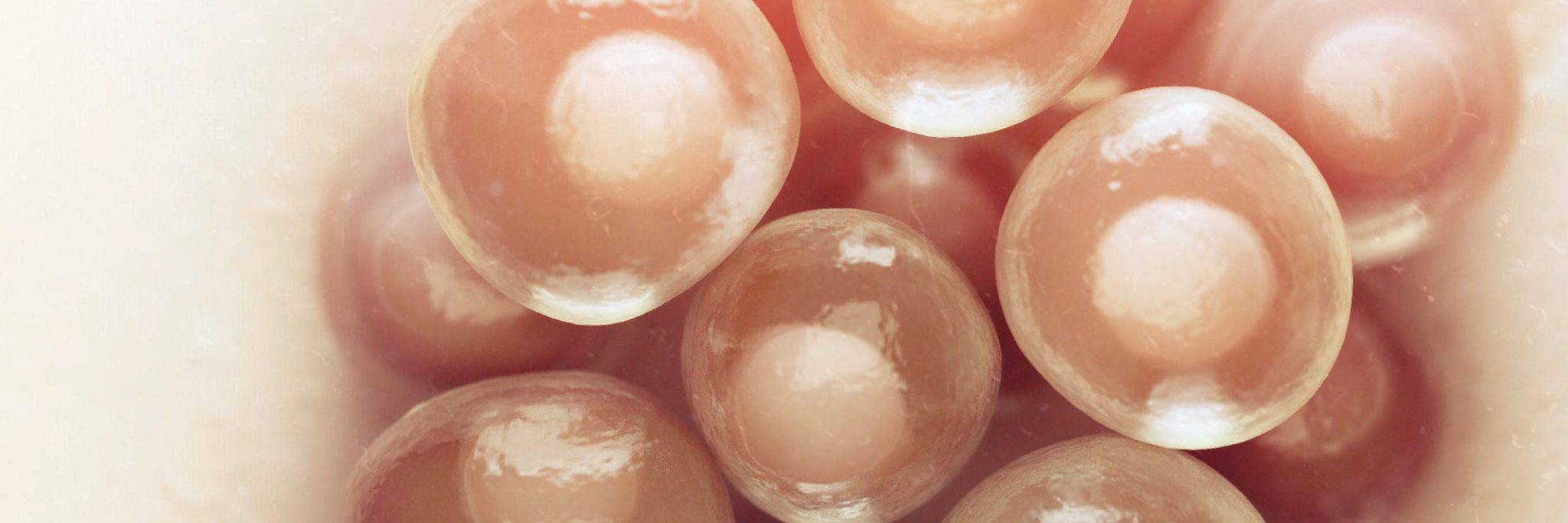 cell culture solutions cell culture applications corning