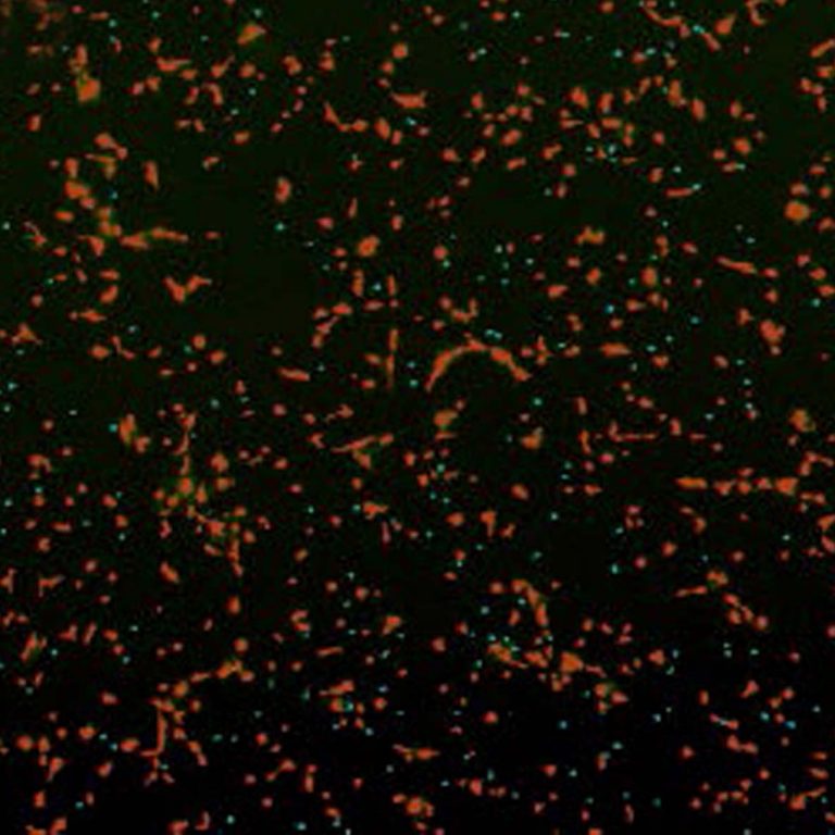 cls-motility-sq.jpg