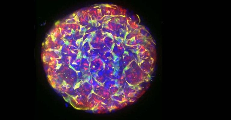 Best Practices for 3D Cell Imaging